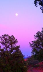 Low angle view of trees against sky at night