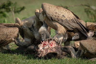 Close-up of white-backed vulture standing on kill