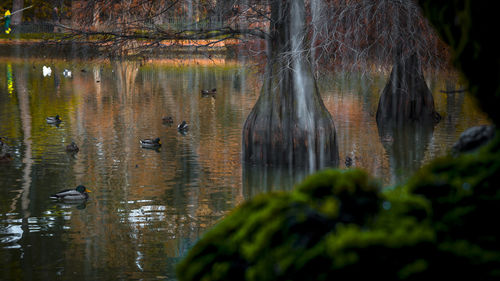 View of birds swimming in lake