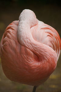 Close-up of a flamingo