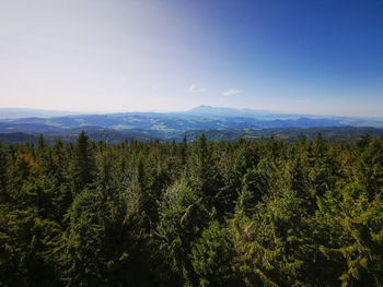 Scenic view of forest against sky