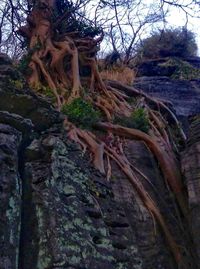 Trees in forest