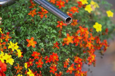 Close-up of orange flowering plants