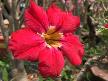 Close-up of red hibiscus blooming outdoors