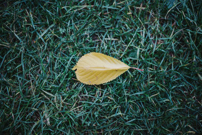 High angle view of yellow leaf on land