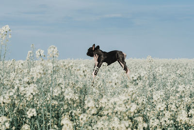 Dog running in a field
