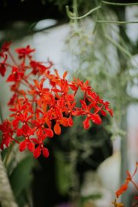 Close-up of red flowering plant