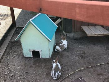 High angle view of cats