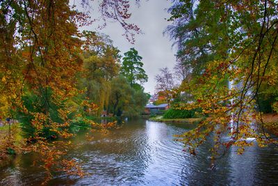 River amidst trees in forest during autumn