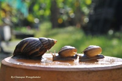 Close-up of snail