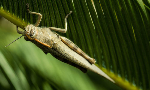 Close-up of insect on leaf