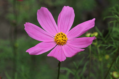 High angle view of pink flower blooming at park