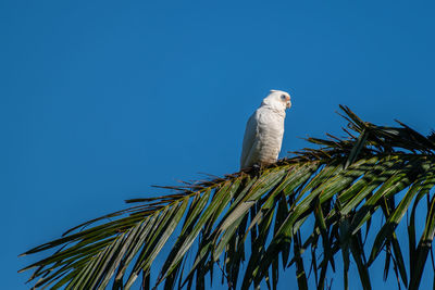 Low angle view of a little corella cacatua sanguinea perched in a palm tree against blue sky 