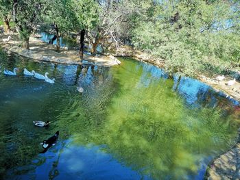 High angle view of ducks swimming in lake