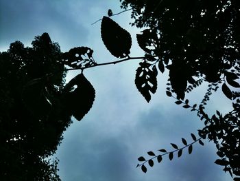 Low angle view of silhouette tree against sky