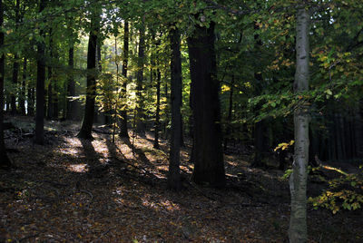 Trees in forest