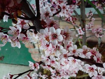 Close-up of cherry blossom tree
