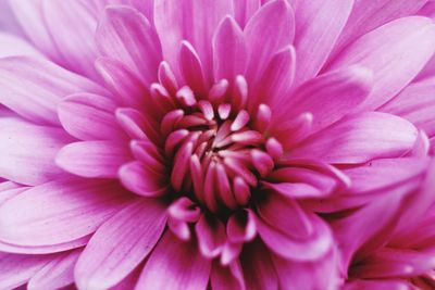 Close-up of pink dahlia