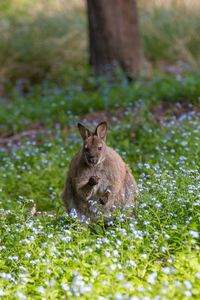 Bennetts wallaby in a meadow on bruny island tasmania australia