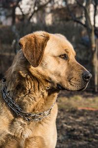 Close-up of dog outdoors