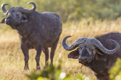 Buffalo on the savannah in africa