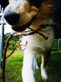 Close-up of dog on field