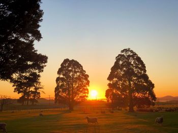 Trees on field against sky during sunset