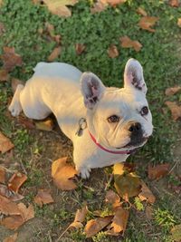 High angle view of a dog on field