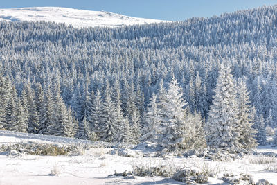 Aerial view of pine trees during winter in vitosha mountain, bulgaria