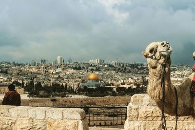 Camel against cityscape