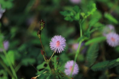 Close-up of flowers blooming outdoors