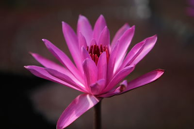 Close-up of pink flower