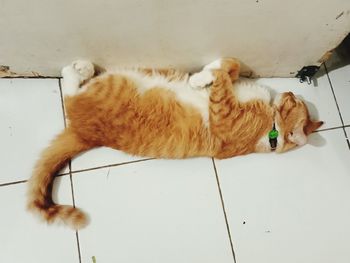 High angle view of cat sleeping on floor at home