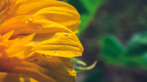 Close-up of wet yellow flower