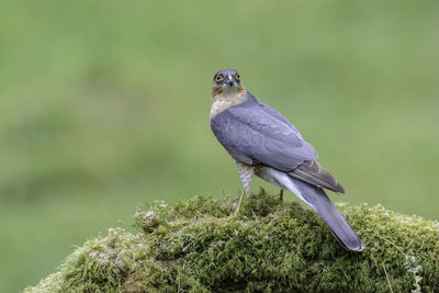 Sparrow hawk, accipiter nisus, perched on a lichen covered log, side on view, head towards viewer