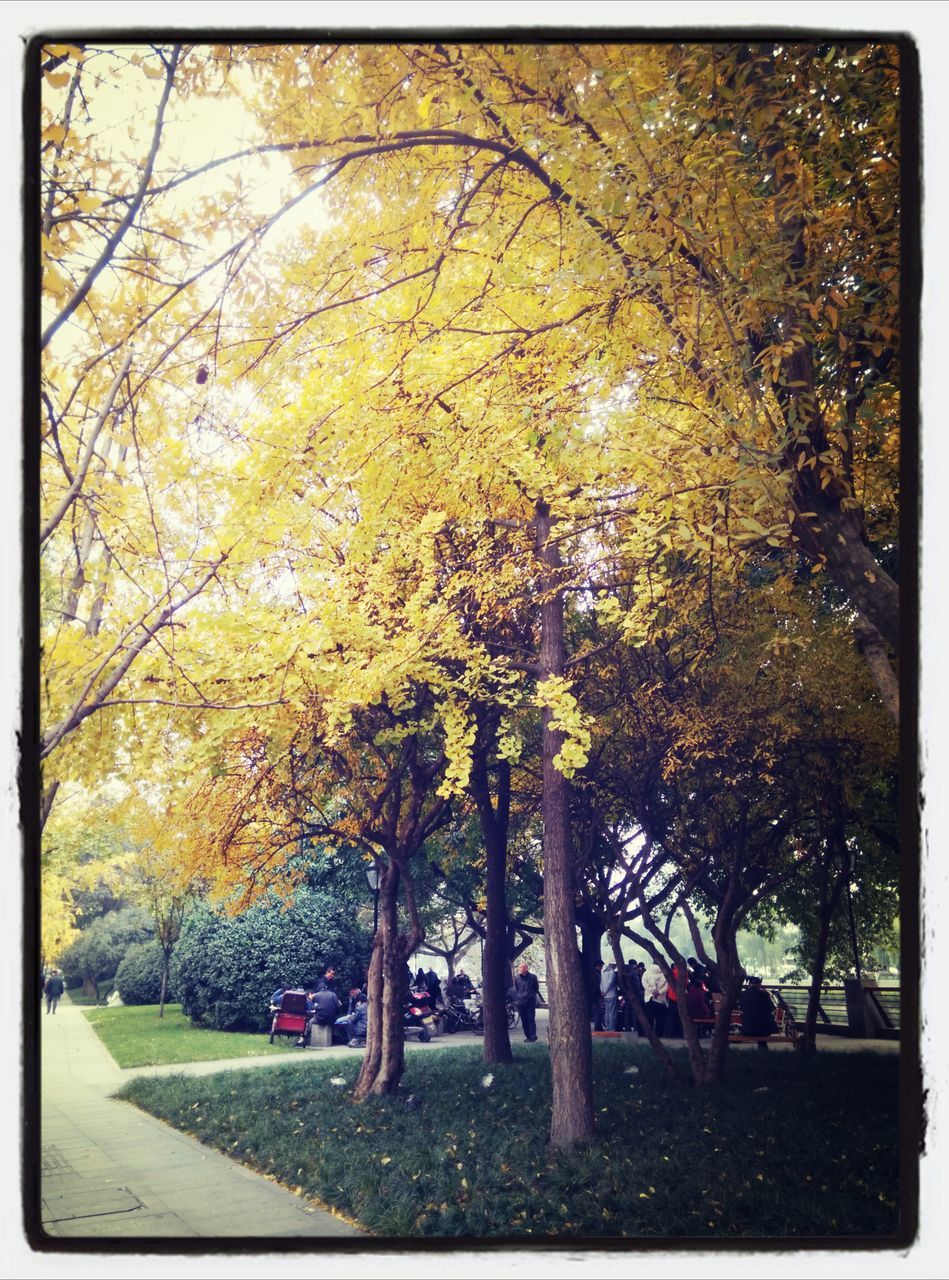 tree, transfer print, growth, auto post production filter, autumn, branch, tranquility, park - man made space, nature, beauty in nature, change, season, yellow, tranquil scene, park, sunlight, scenics, tree trunk, day, outdoors