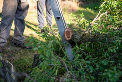 Low section of man outdoors by ladder and cut tree branches