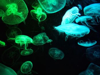 Fish swimming in sea