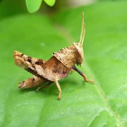 Close-up of grasshopper on leaf