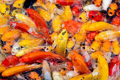 High angle view of fish in water