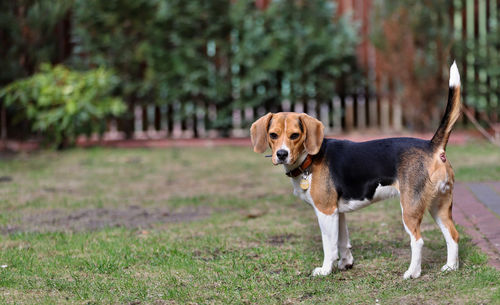 Portrait of dog standing on field, beagle 