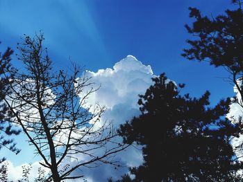 Low angle view of trees growing against sky