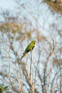 Close-up of bird perching on a plant