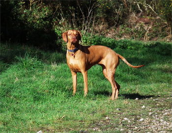 Dog standing on field