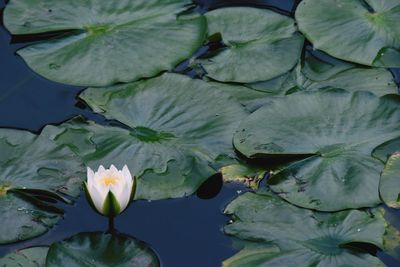 Close-up of lotus water lily in lake