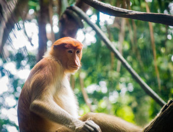 Close-up of monkey on tree