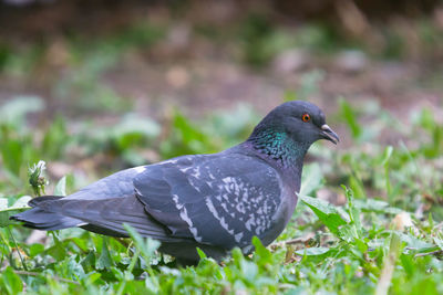 Close-up of pigeon on field