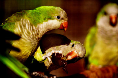 Close-up of duck eating food