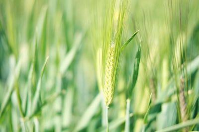 Close-up of wheat growing on field