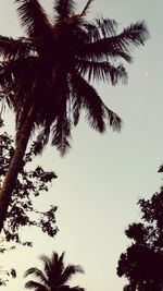 Low angle view of palm trees